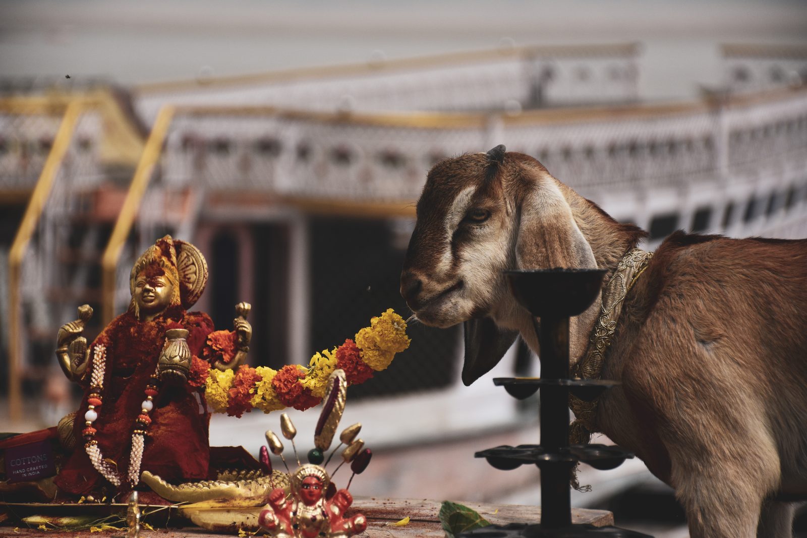A goat at a riverside shrine, Varanasi, India